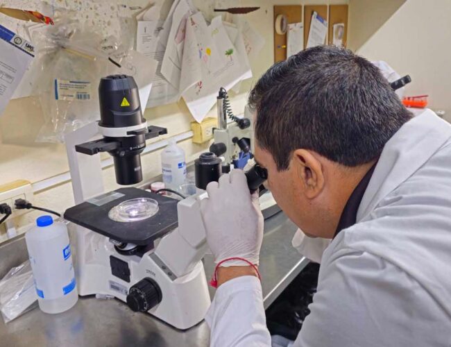Investigadores de la Nueva Universidad estudian al gusano de la harina, pues tiene grandes virtudes para la aplicación en el desarrollo científico